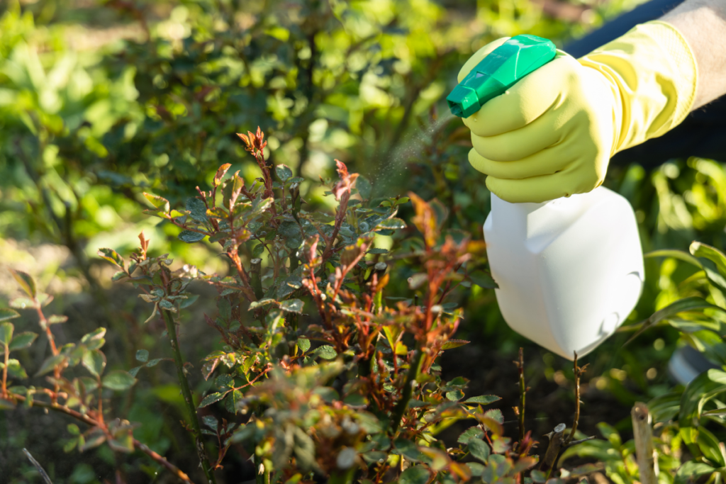 Pragas no Jardim? Conheça os 5 Inimigos Mais Comuns e Como Eliminá-los
