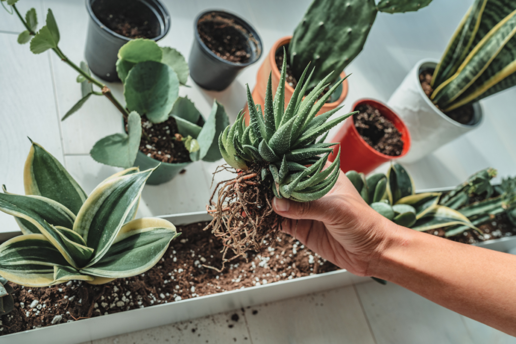 Plantas em Apartamentos Pequenos: 7 Espécies que Vão Transformar seu Espaço