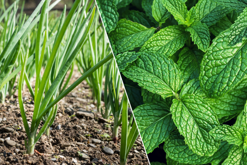 Plantas, jardim, horta, quintal, flor, grama, ervas e temperos