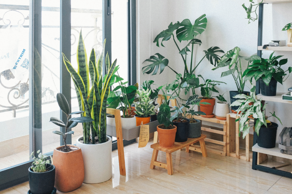 plantas em casa jardim horta suculentas