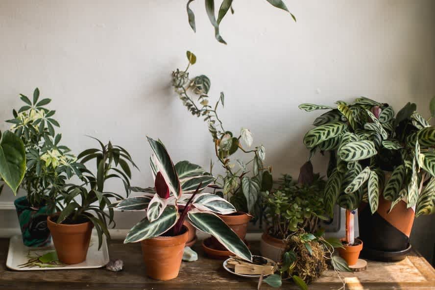 plantas em casa