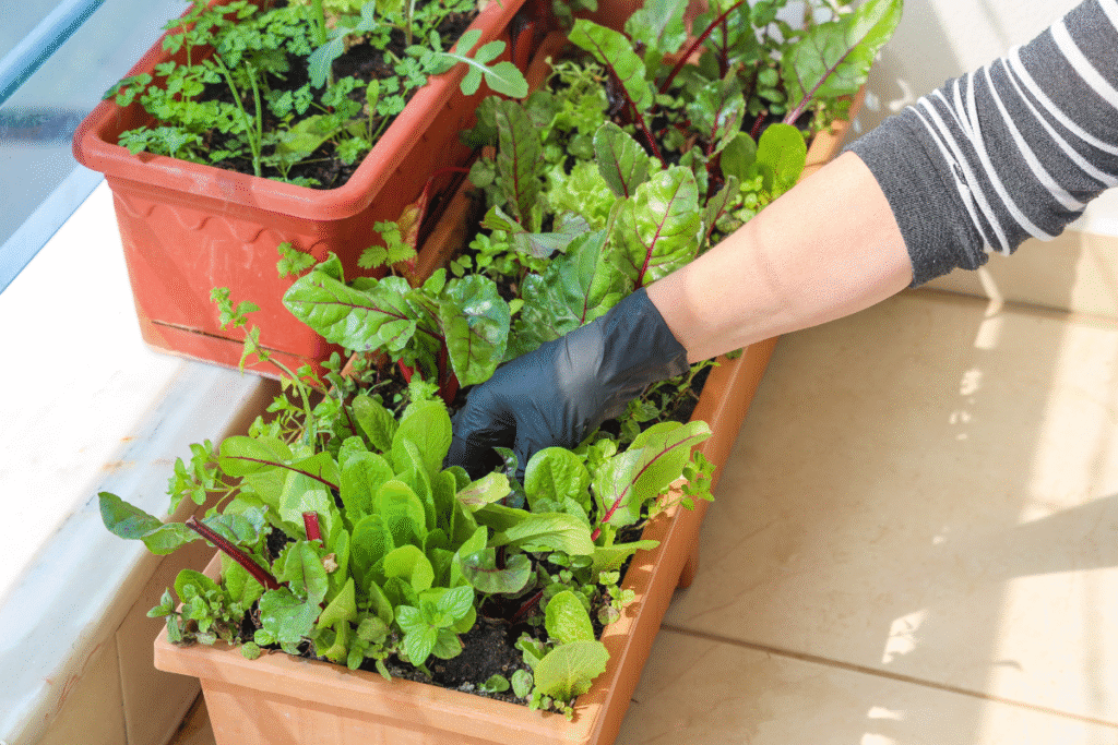 plantas em casa jardim horta suculentas
econimizar dinheiro