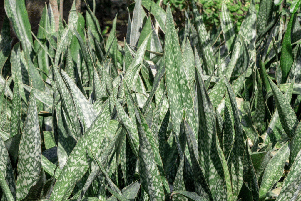 plantas em casa jardim horta suculentas econimizar dinheiro
espada de são jorge