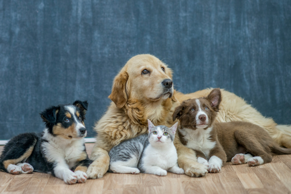 Orações católicas Liturgia diária Liturgia hoje Reflexões bíblicas Versículos de fé Histórias de fé cristã Orações para momentos difíceis Estudos bíblicos online Mensagens de esperança cristã Devoções católicas oração pelo animais